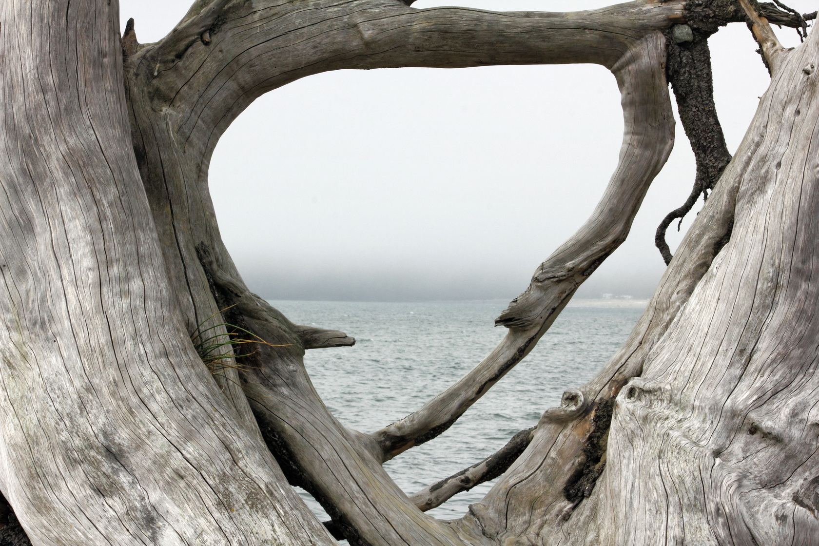 Driftwood